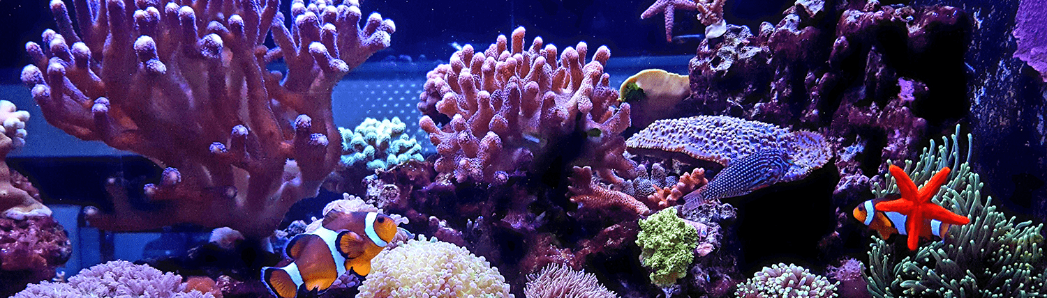 Colorful Reef Environment