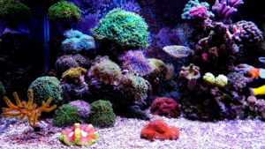 Coral Tank-Web